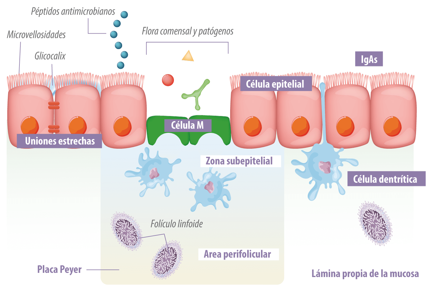 celula-mucosa-porcina-intestino-organo-inmune