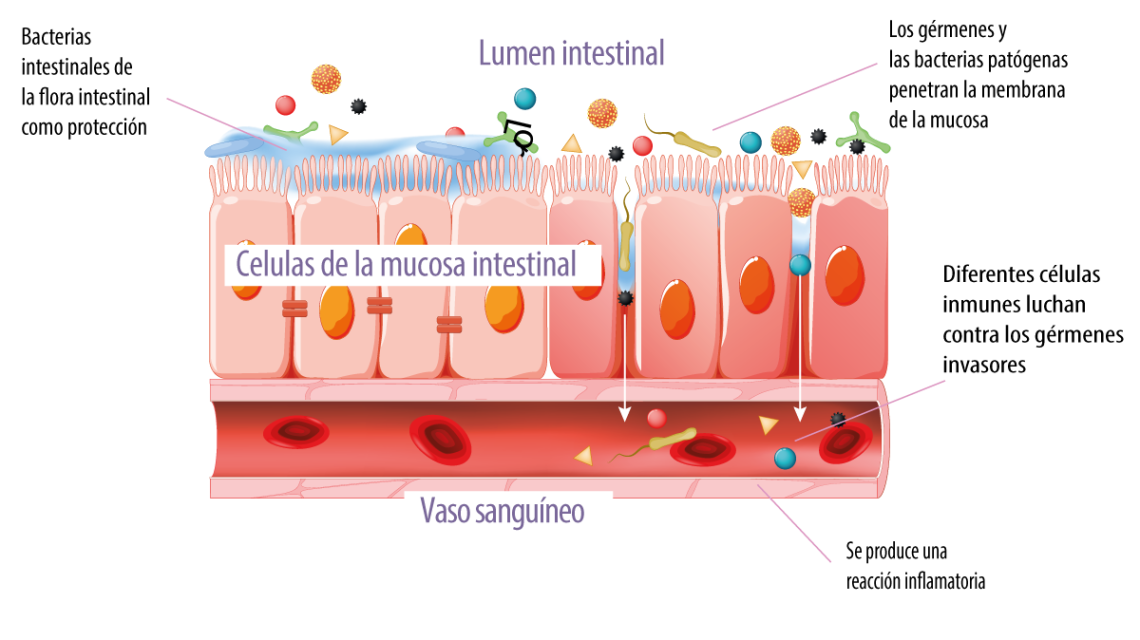 Estructura Intestinal Es Crucial Para La Salud 3826