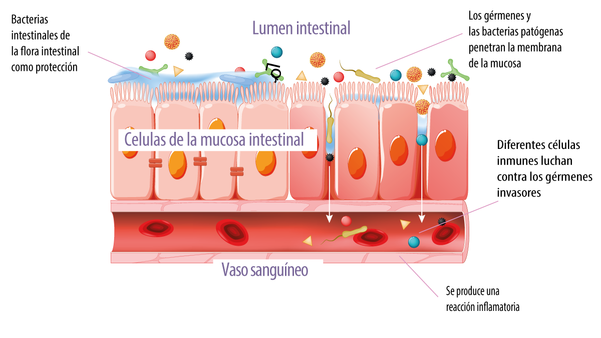 celulas-intestino-lumen-porcino-organo-inmune
