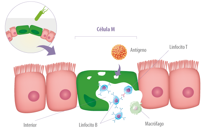 celulas-m-intestino-porcino-organo-inmune