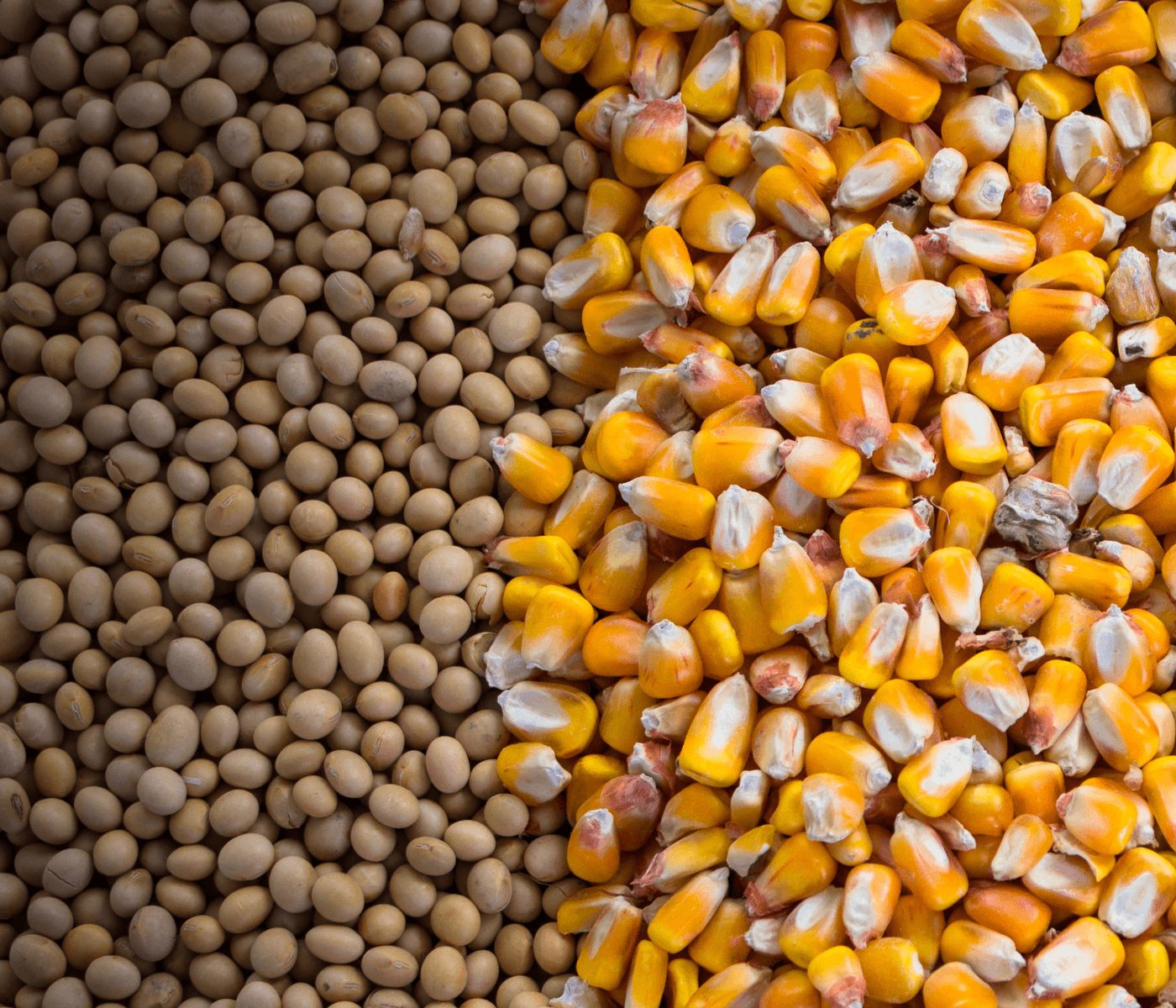Exogenous enzymes in corn and soybean meal based diets: Is it worth it?