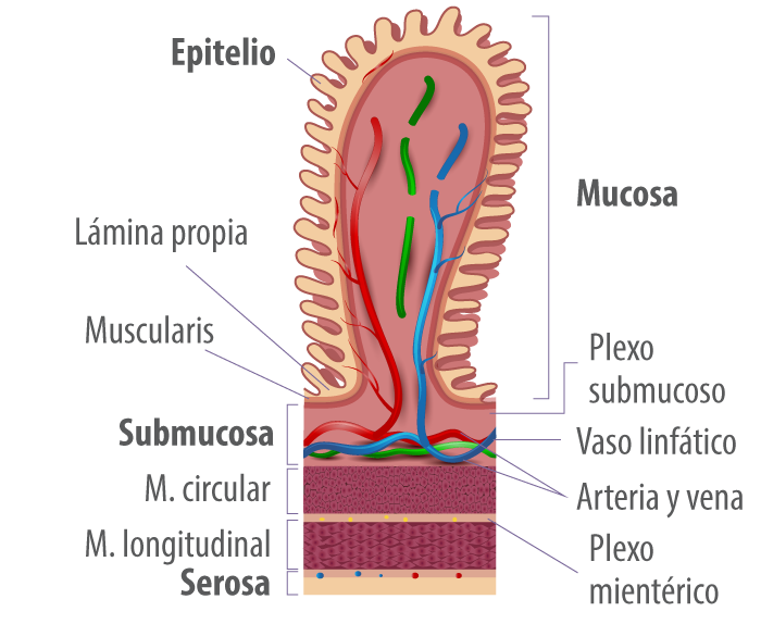 epitelio-intestino-organo-inmune