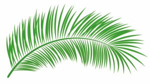 Vegetable-palm