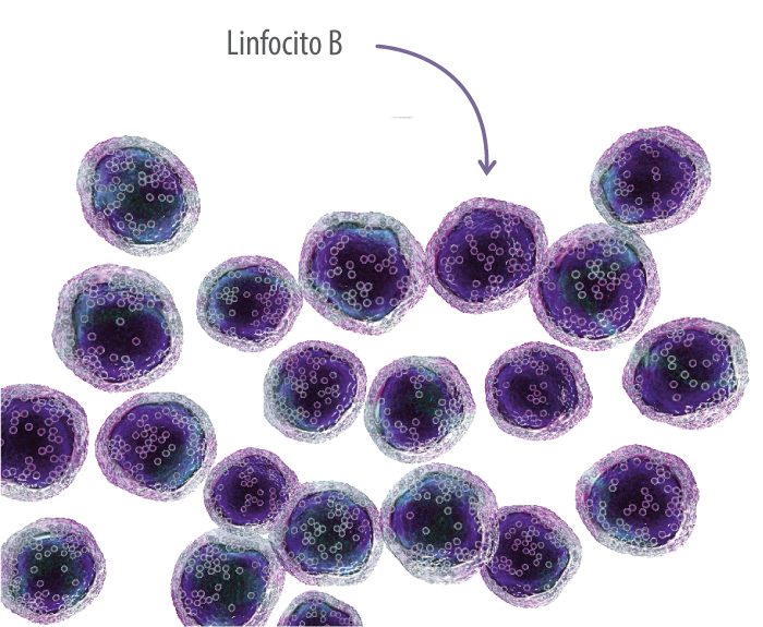 linfocito-b-porcino