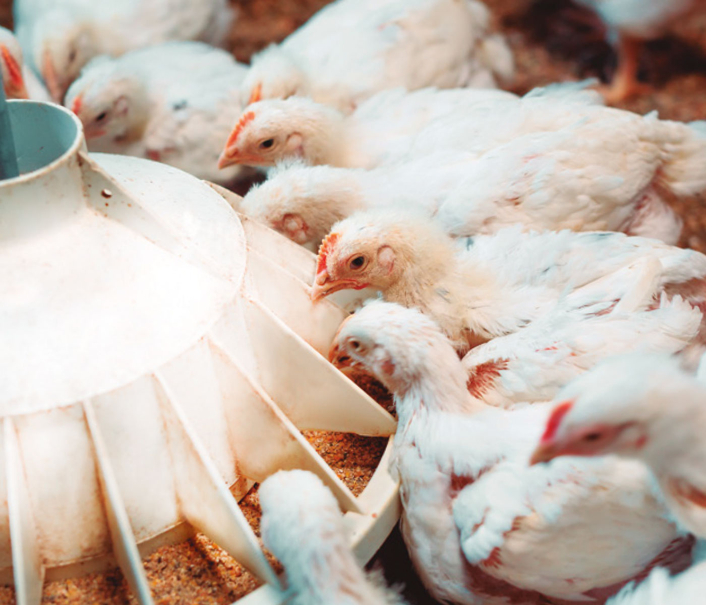 Use of dairy waste as a feed supplement in broilers