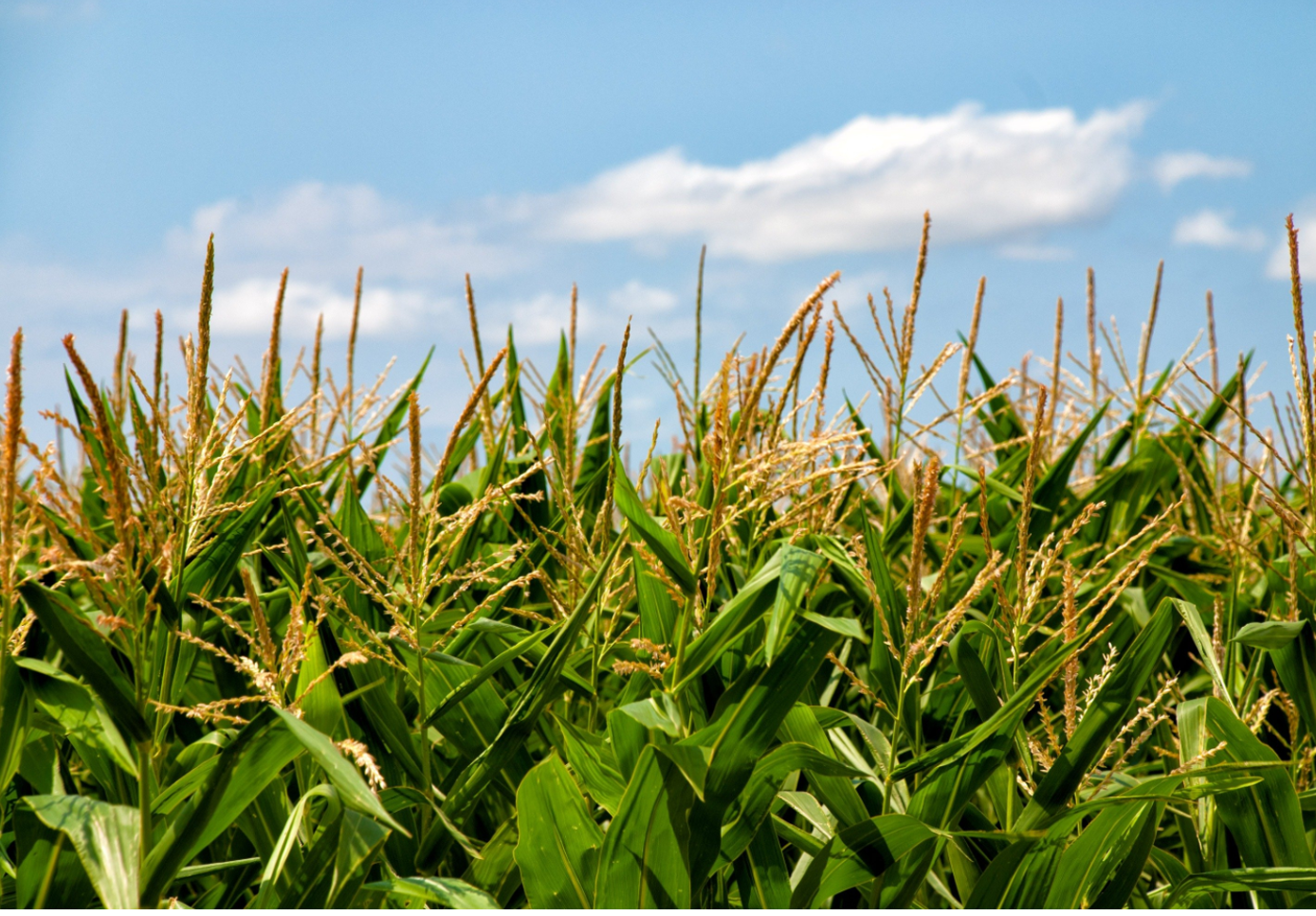 La sequía dificulta el desarrollo del maíz y la soja...