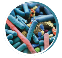 Changes-microbiota