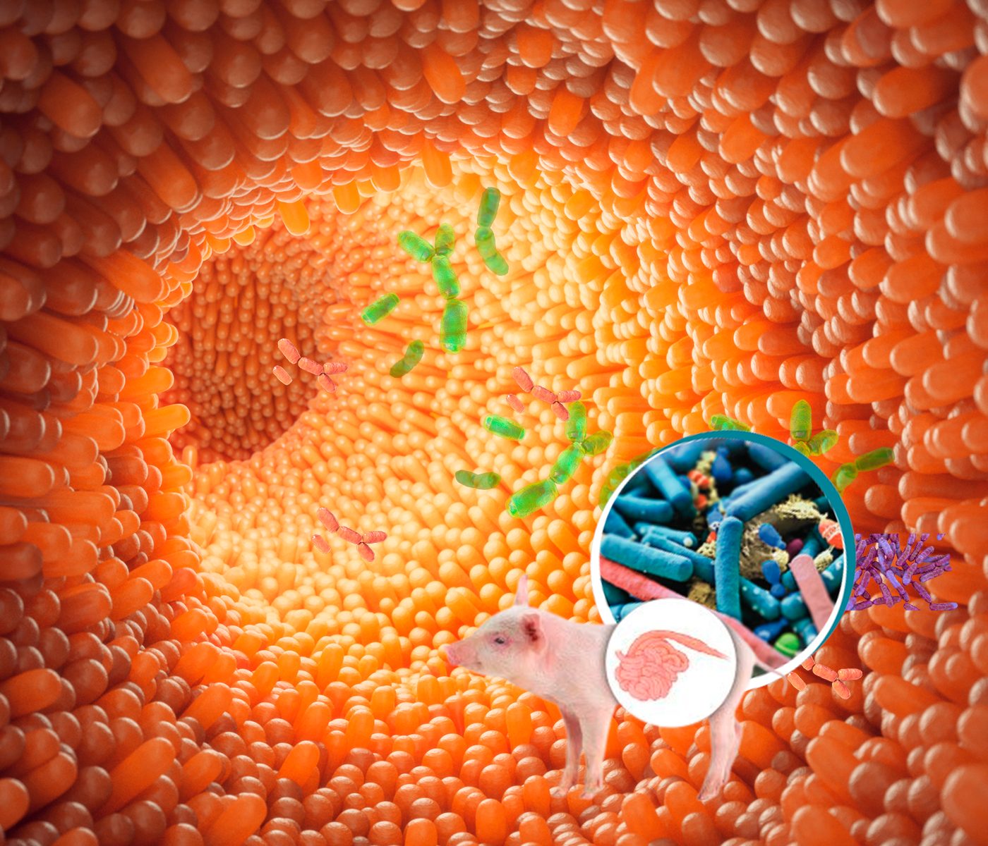 Changes in the piglet’s gut microbiota