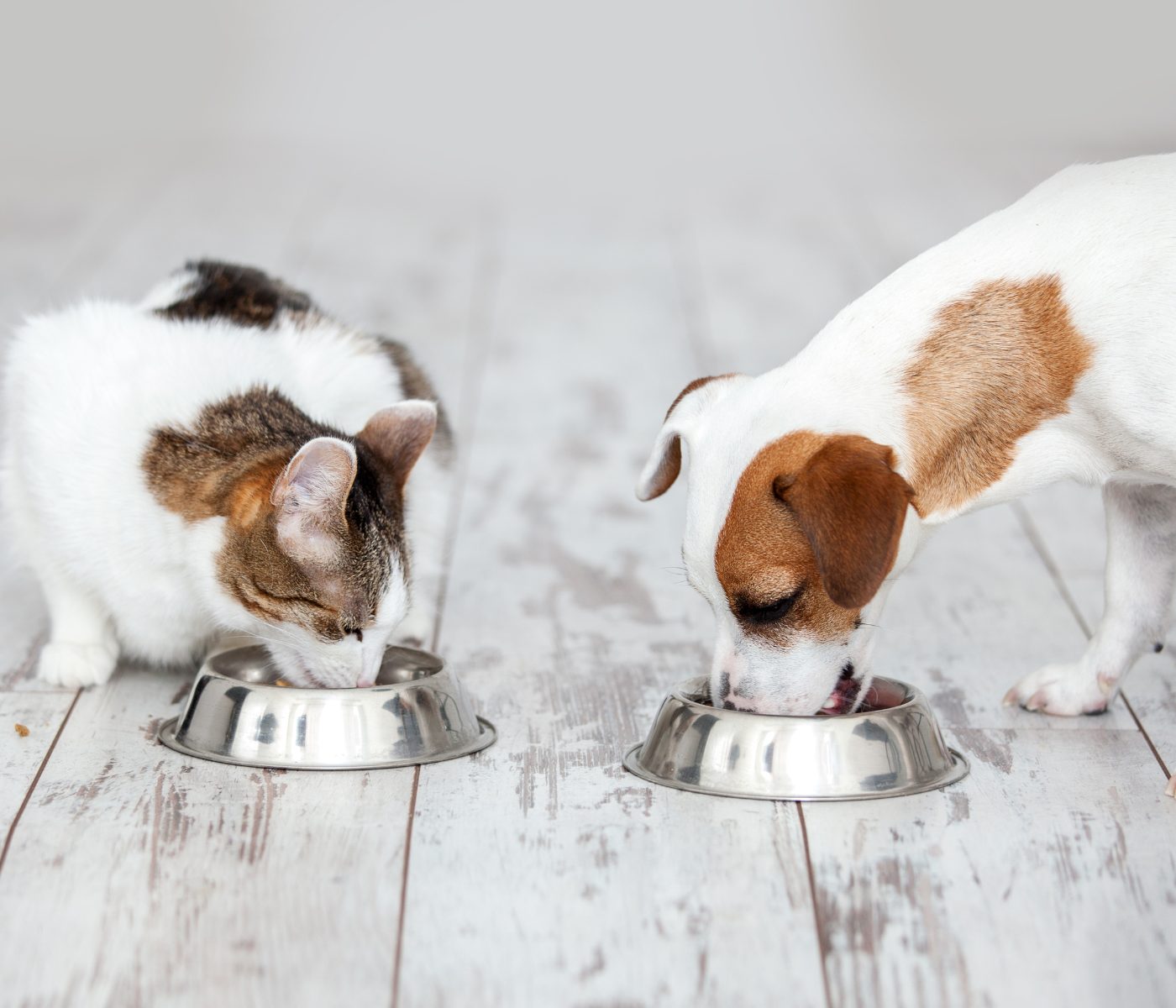 Nutracêuticos na dieta de cães e gatos