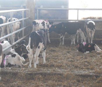 calves-animal welfare
