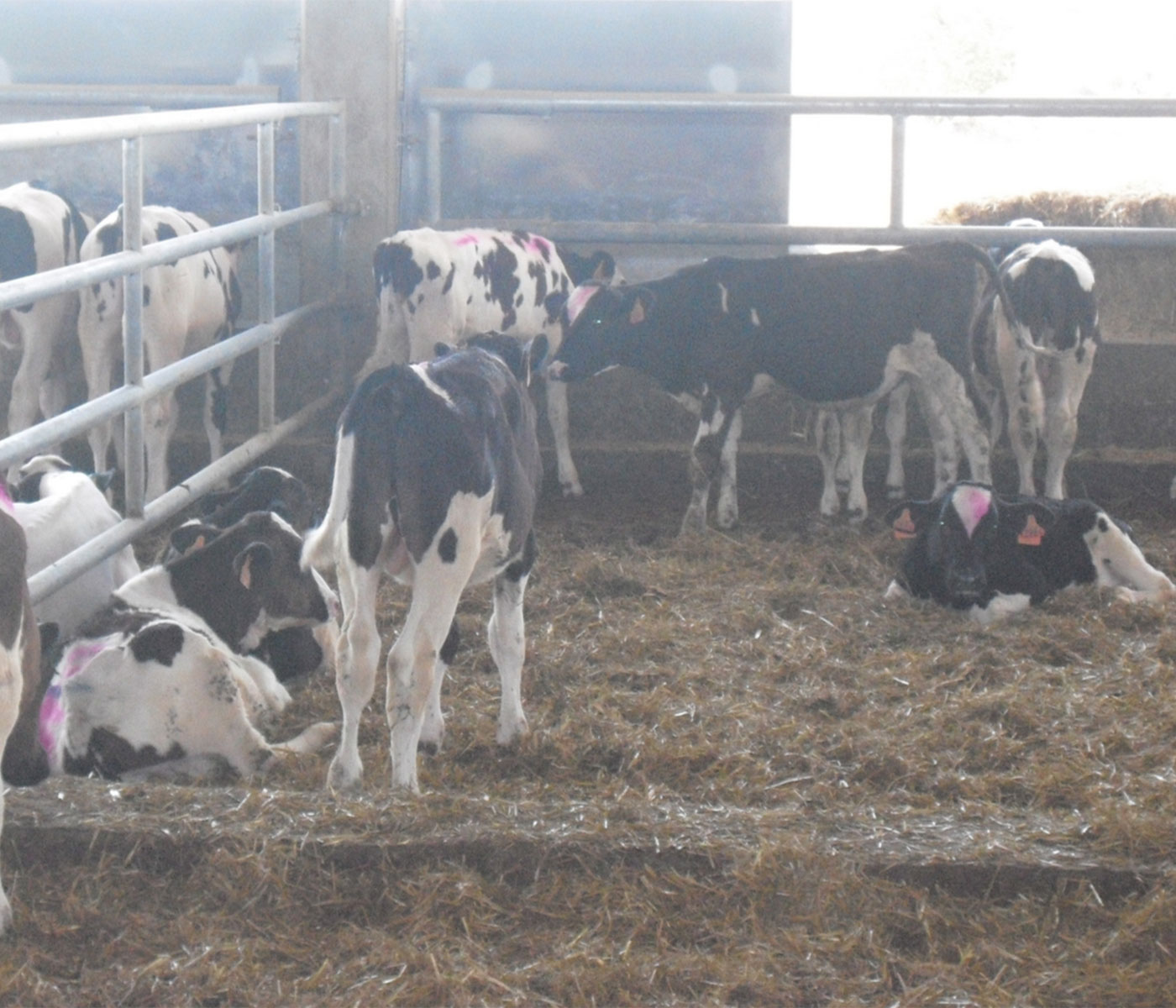 Advances in calve management and nutrition before weaning