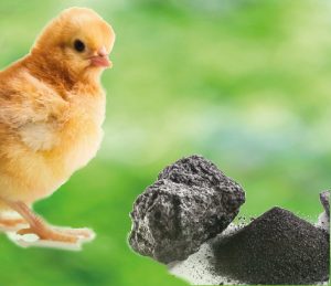 Las toxinas aglutinantes no son nutrientes ¿Es posible?