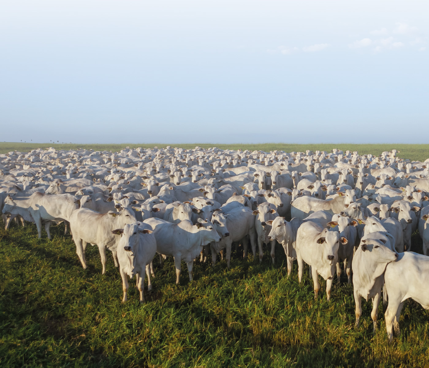 Livestock as a mitigating agent for greenhouse gas emissions
