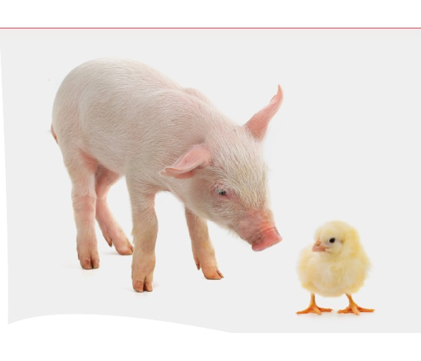 Prevalencia de deoxinivalenol y fumonisina B1 en alimentos de aves y cerdos