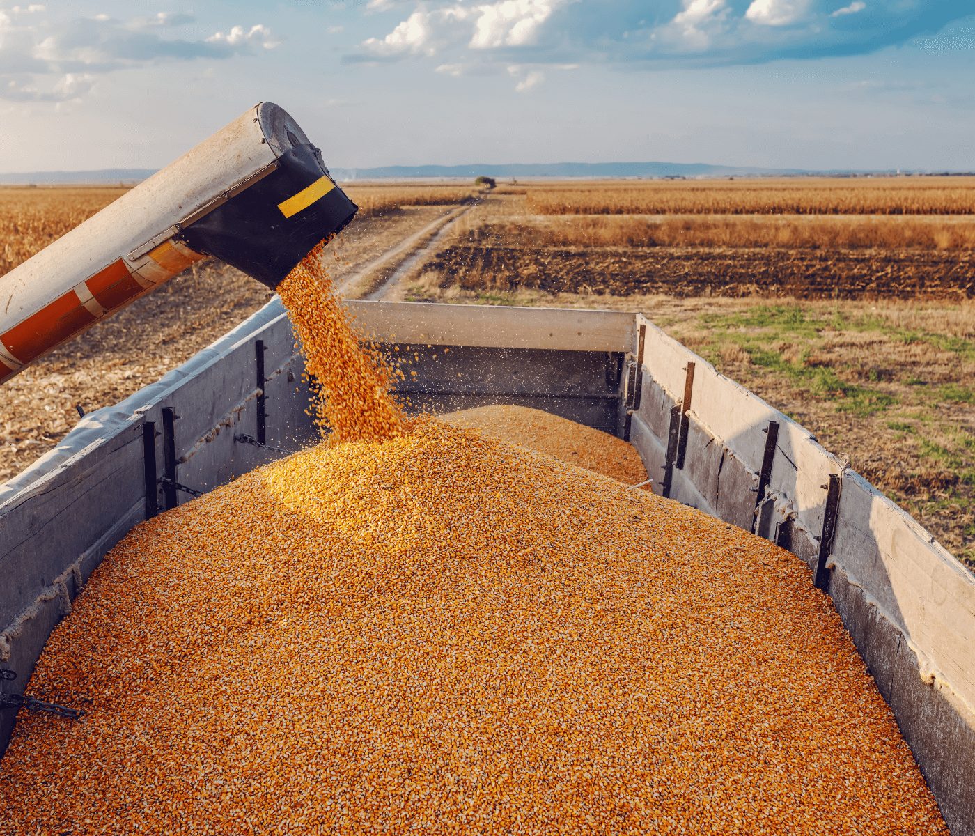 Produção de grãos deve crescer 36,8% nos próximos dez anos