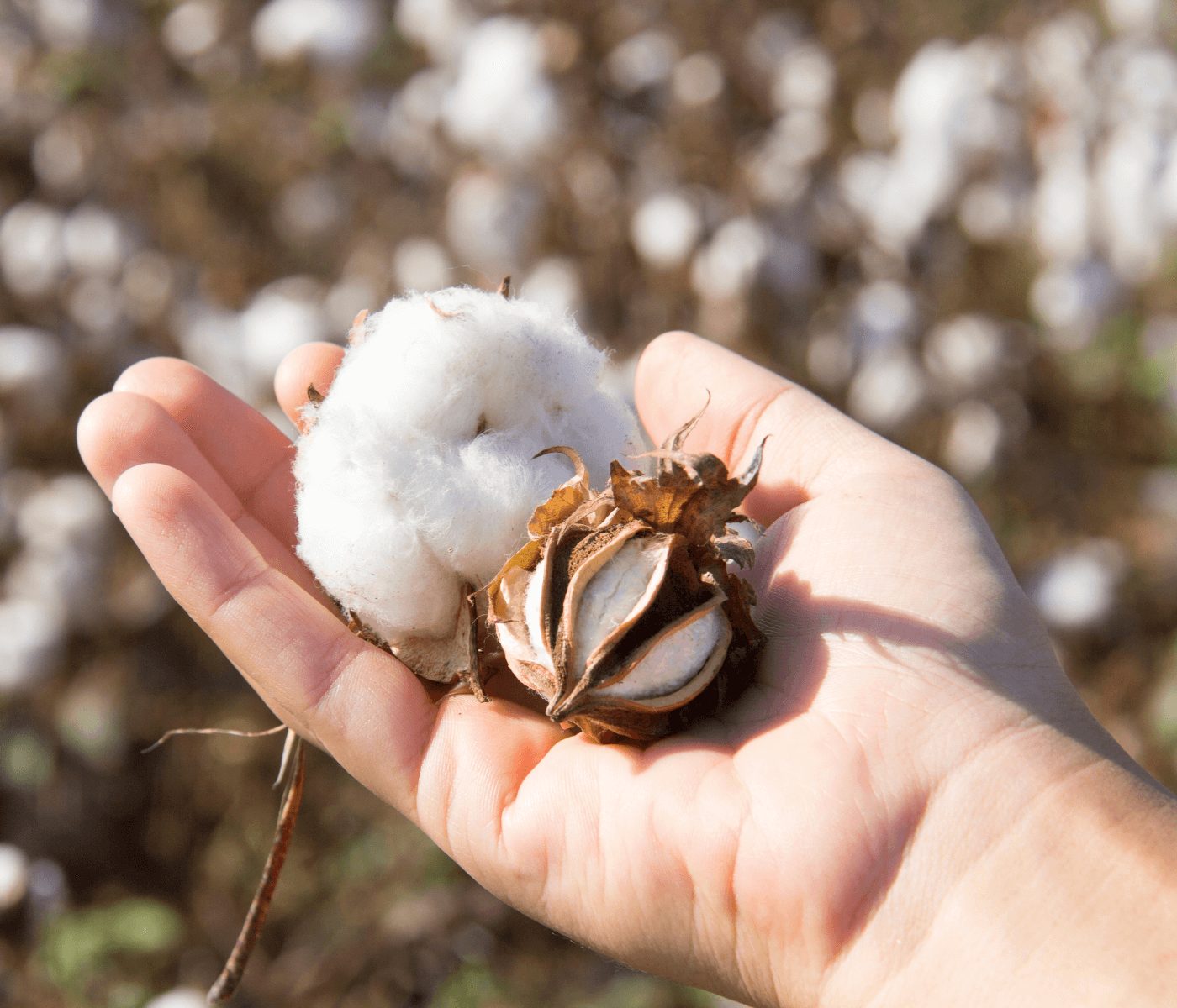Resíduos da produção de algodão podem ser utilizados na dieta...