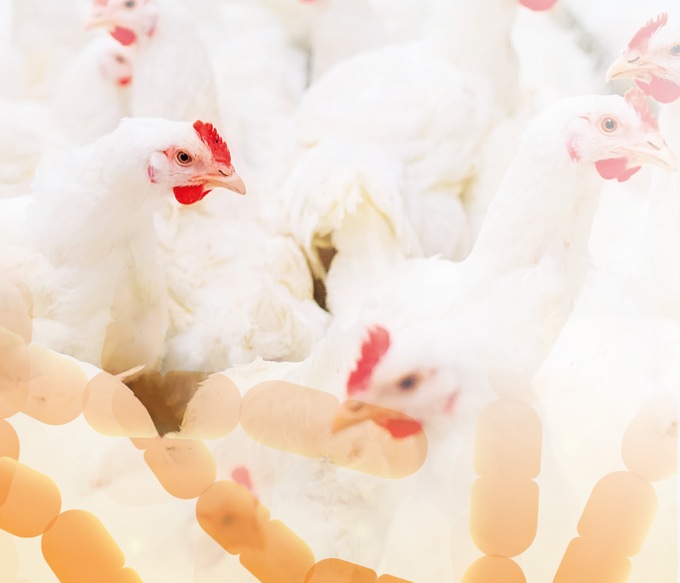 Conceito de saúde intestinal na produção de frangos de corte