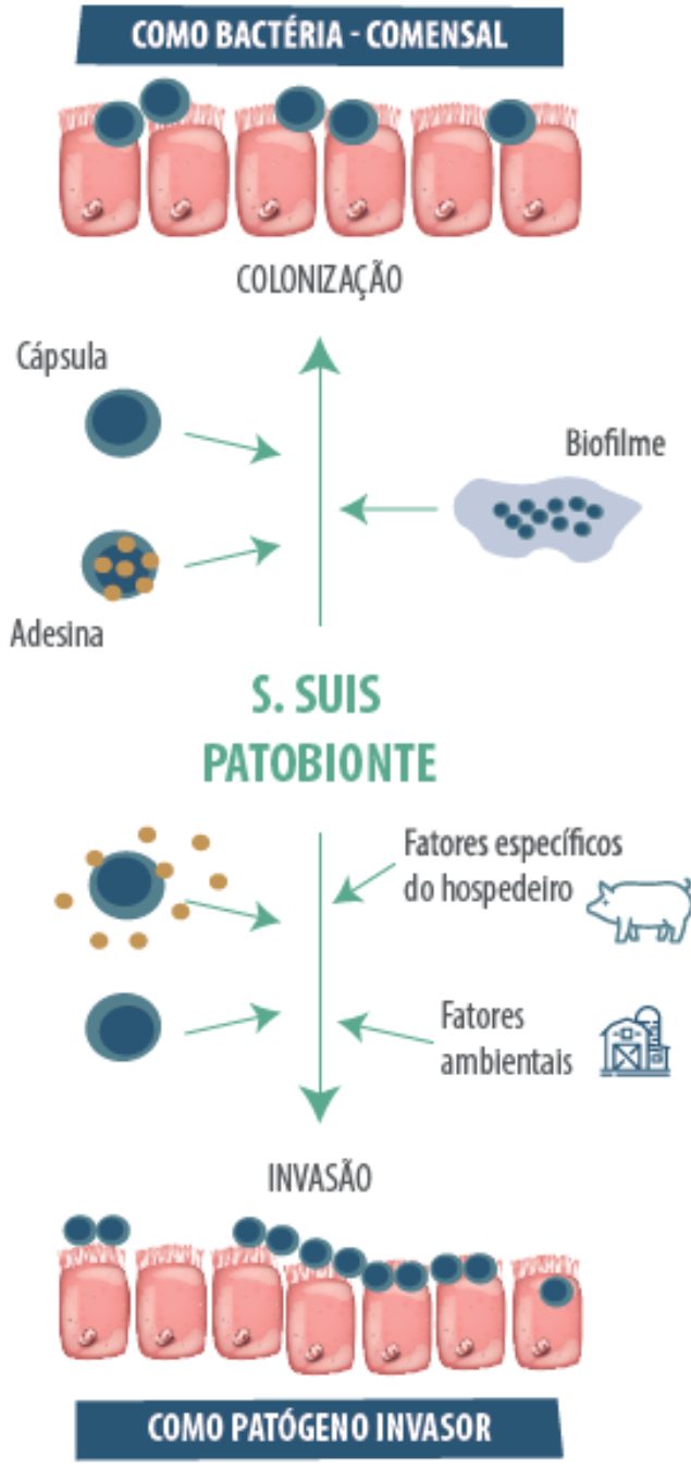streptococcus-suis-patobionte