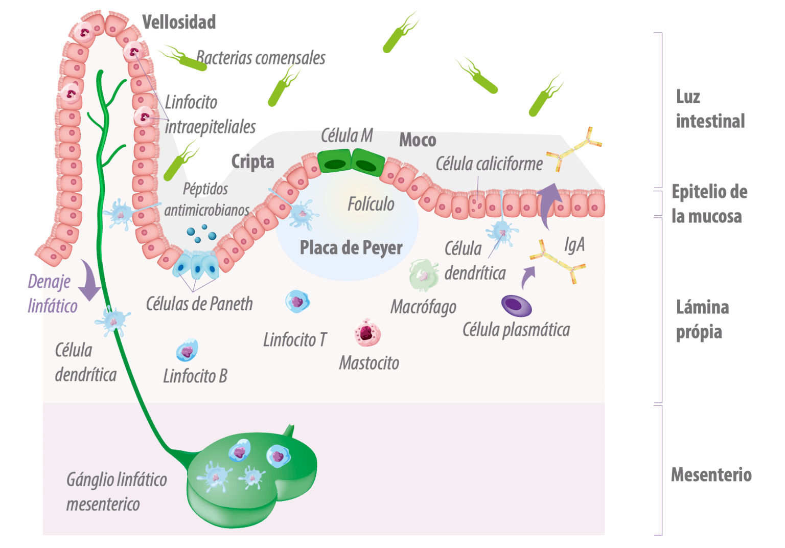 Estructura Intestinal Es Crucial Para La Salud