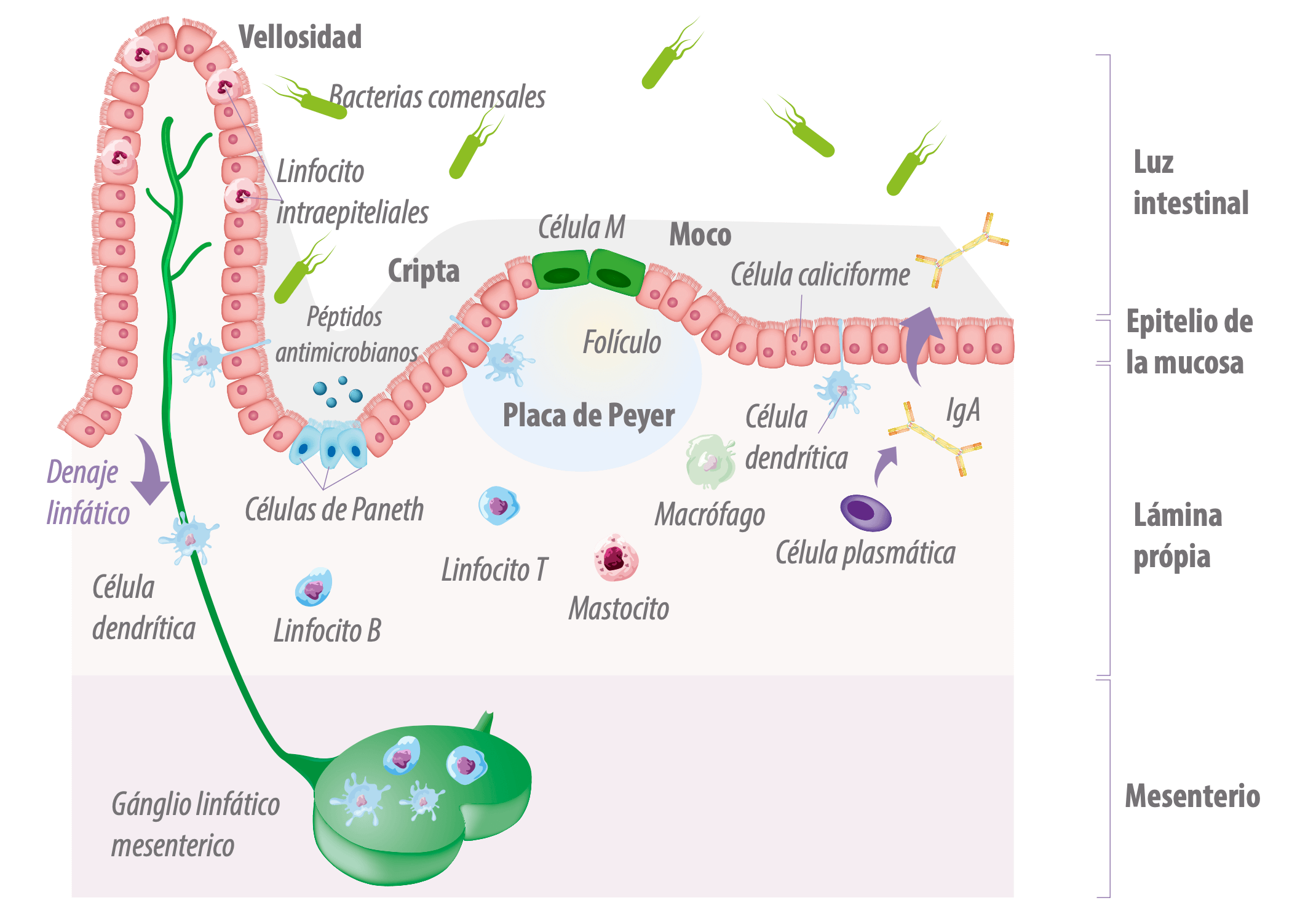tejidos-linfoides-intestinal-porcino