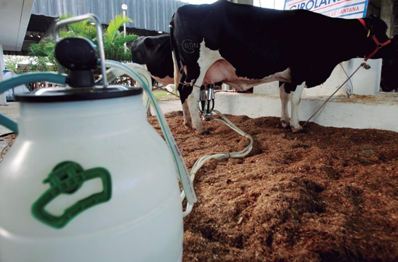 Efecto de Saccharomyces boulardii sobre la productividad y calidad de leche