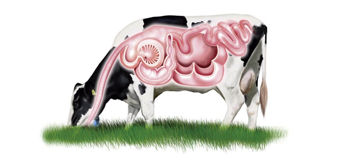 vaca-organos