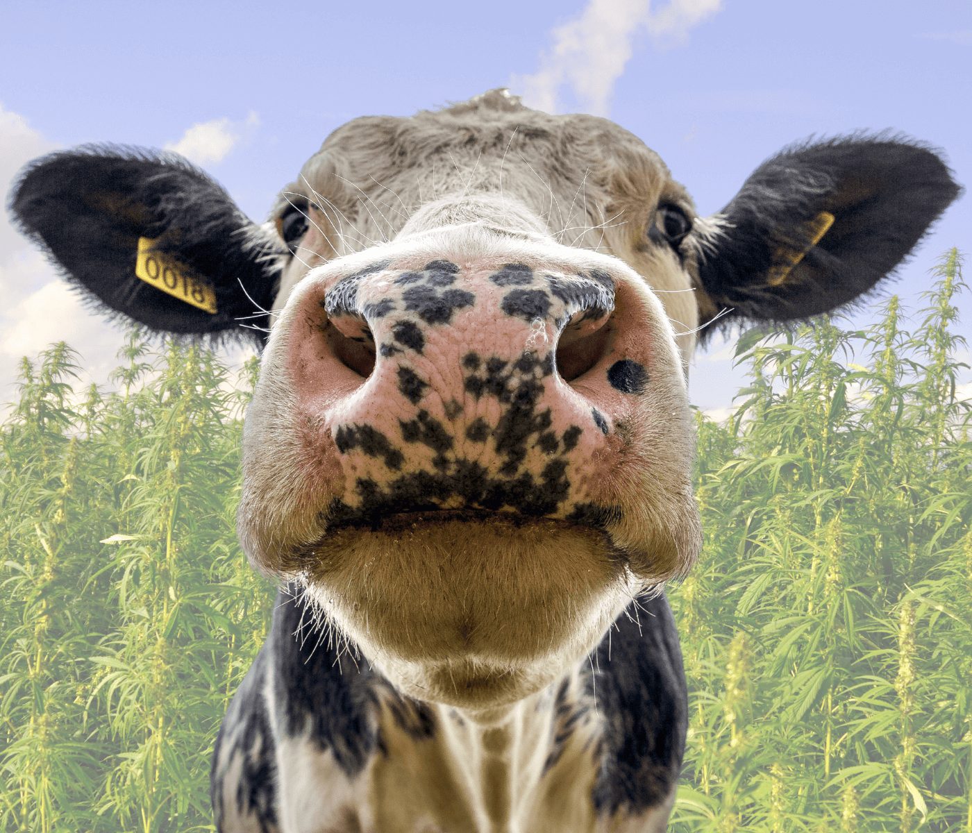 Vacas alimentadas com cânhamo produzem leite com níveis de THC