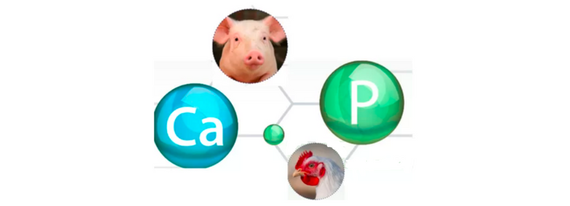 Mechanistic modeling: Predicting P & Ca requirements for swine & poultry