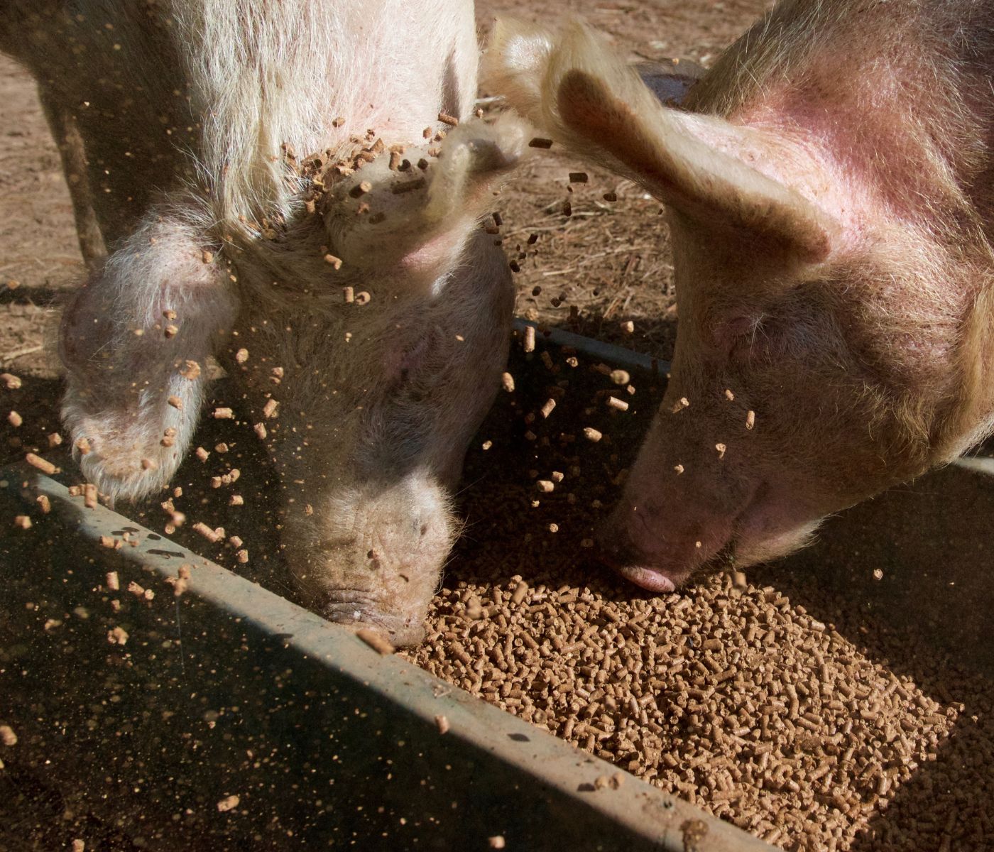 Custos com nutrição de suínos acumulam alta de 12,10% em 2022