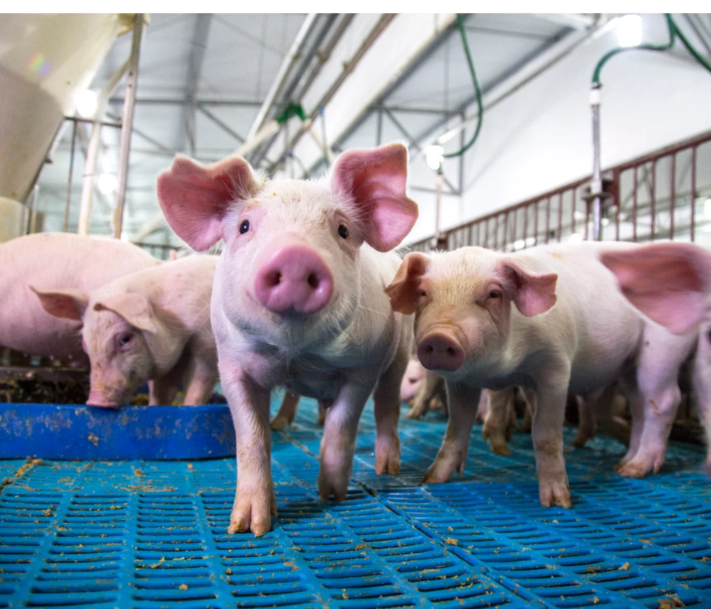 Swine Gut Health: Integrated Nutrition for Growth and Resilience