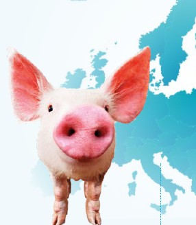 European pig nutrition adapts to sustainability and regulatory demands