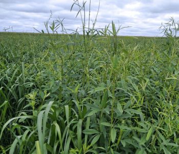 consorcio-crotalaria-gramineas