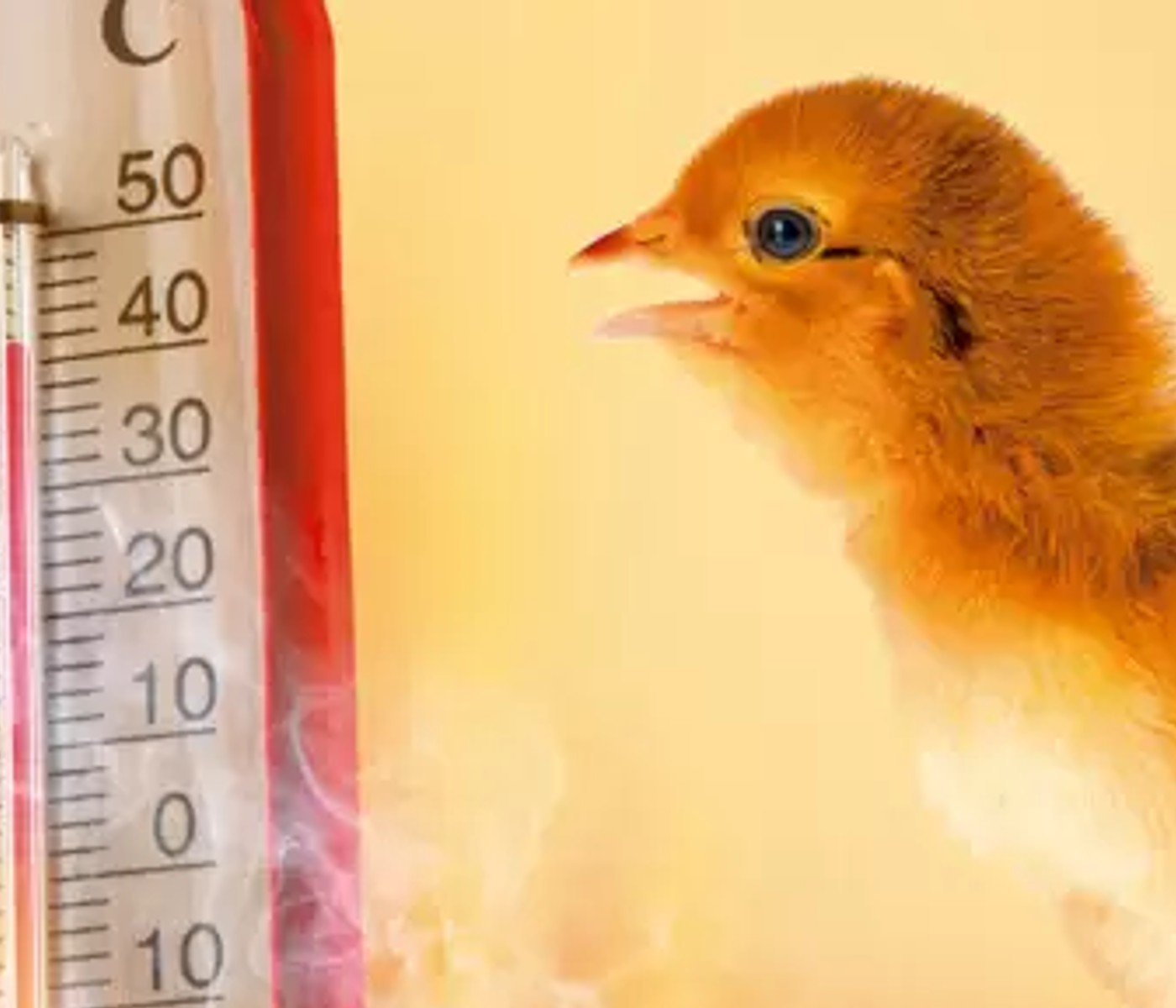 Manejo de la dieta de pollos criados en ambientes cálidos