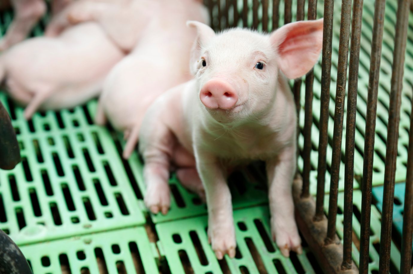 Influence of lipids on the intestinal health of piglets