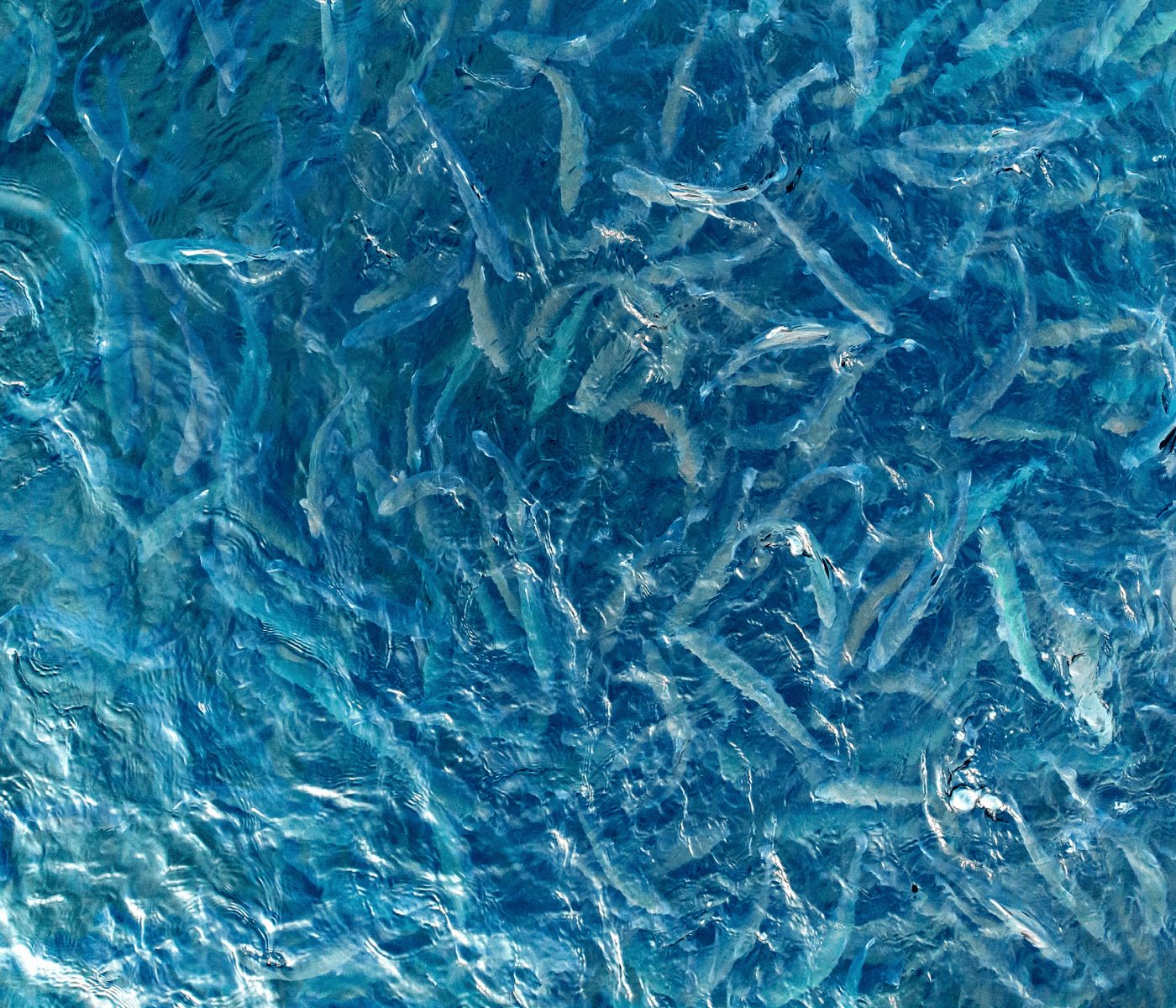 Nutrição micromineral e oportunidades na aquacultura do século XXI