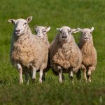 produccion-carne-ovinos-2022-ue