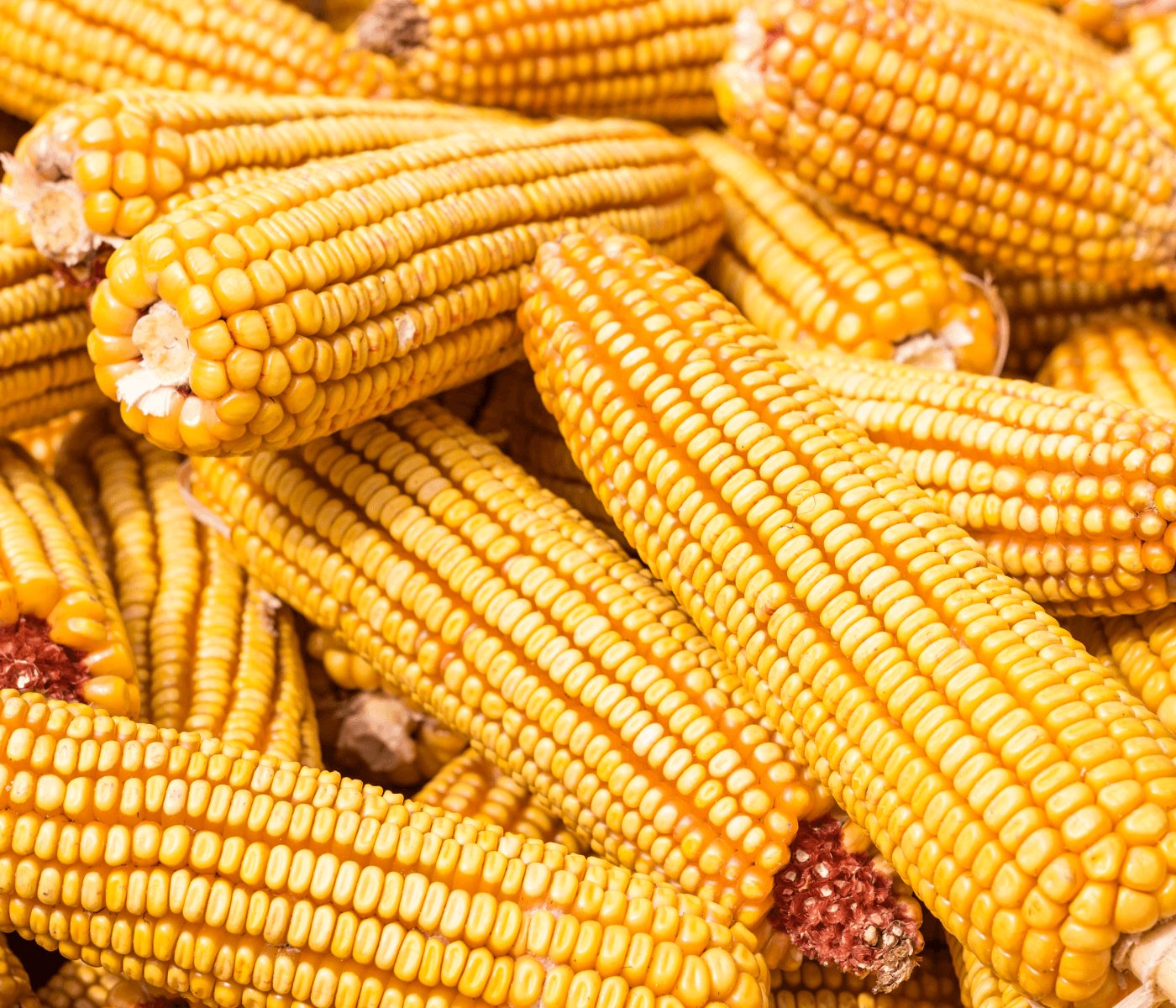 Safra de milho brasileira segura preços de alimentos para consumidores