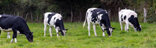 vacas-leche-sostenibilidad-phileo
