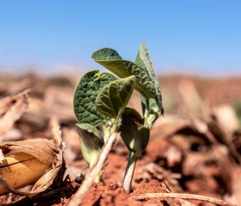 Argentina-drought-soybeans