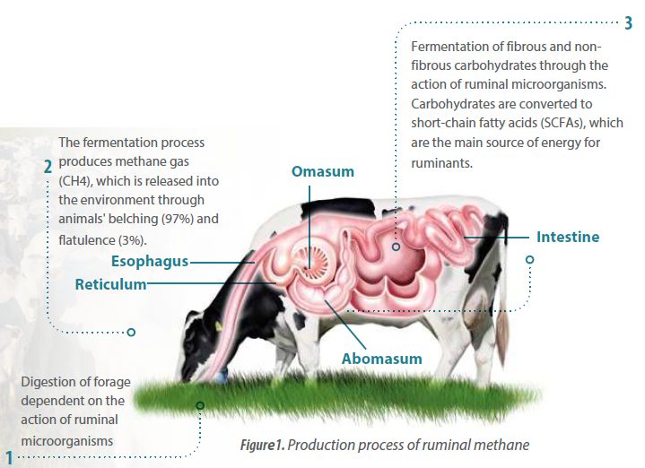 Livestock as a mitigating agent for greenhouse gas emissions