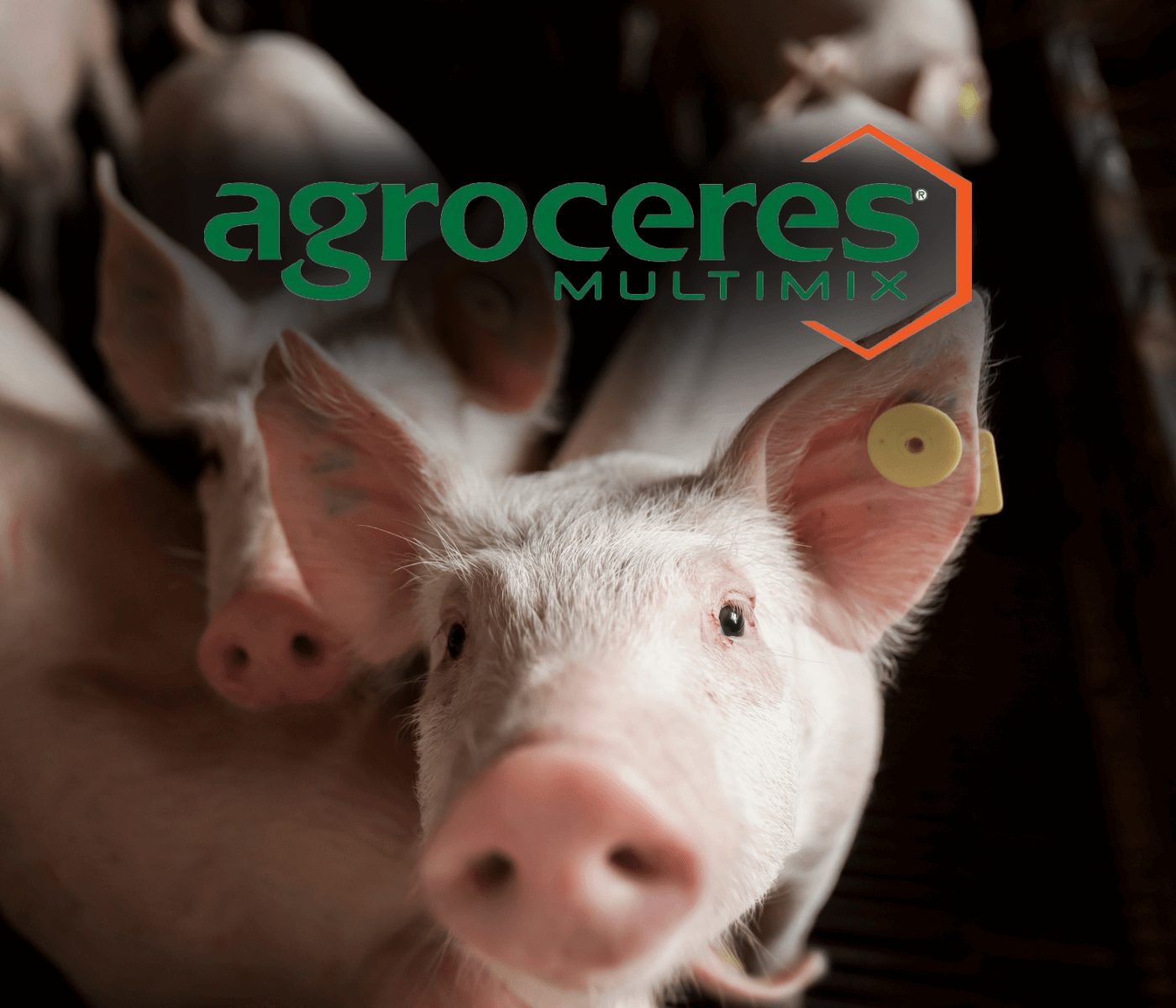 Equipe de suínos da Agroceres Multimix participará do Dia de Campo Copagril