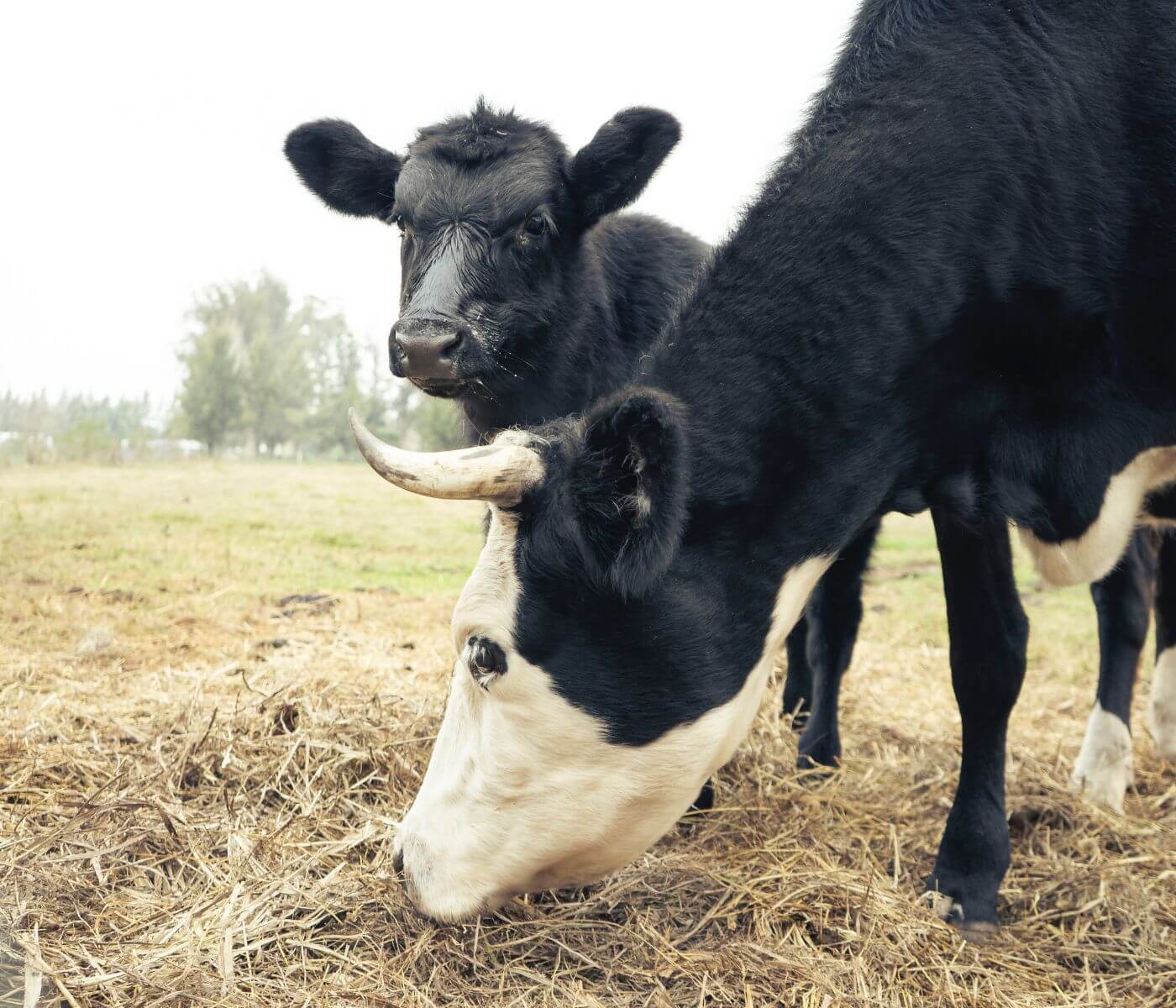 La UE aprueba un nuevo alimento para animales de granja