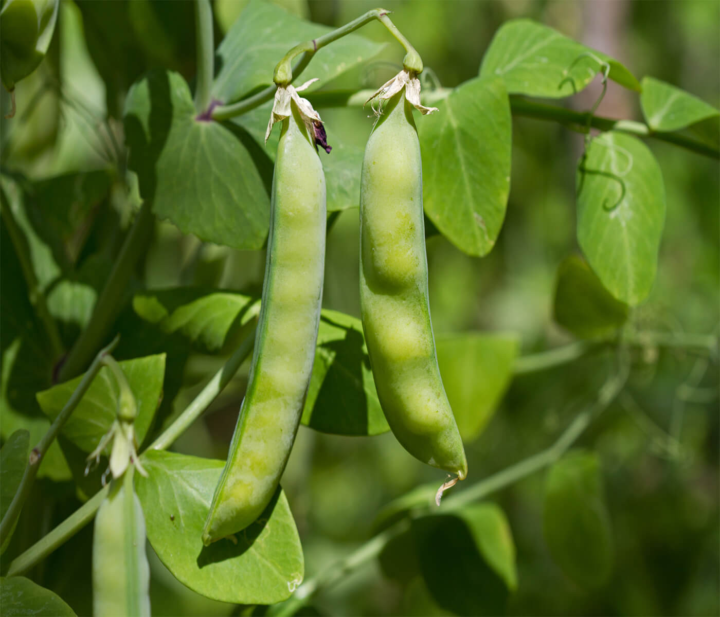 Nutritional characterization of peas and effect of microwave deactivation
