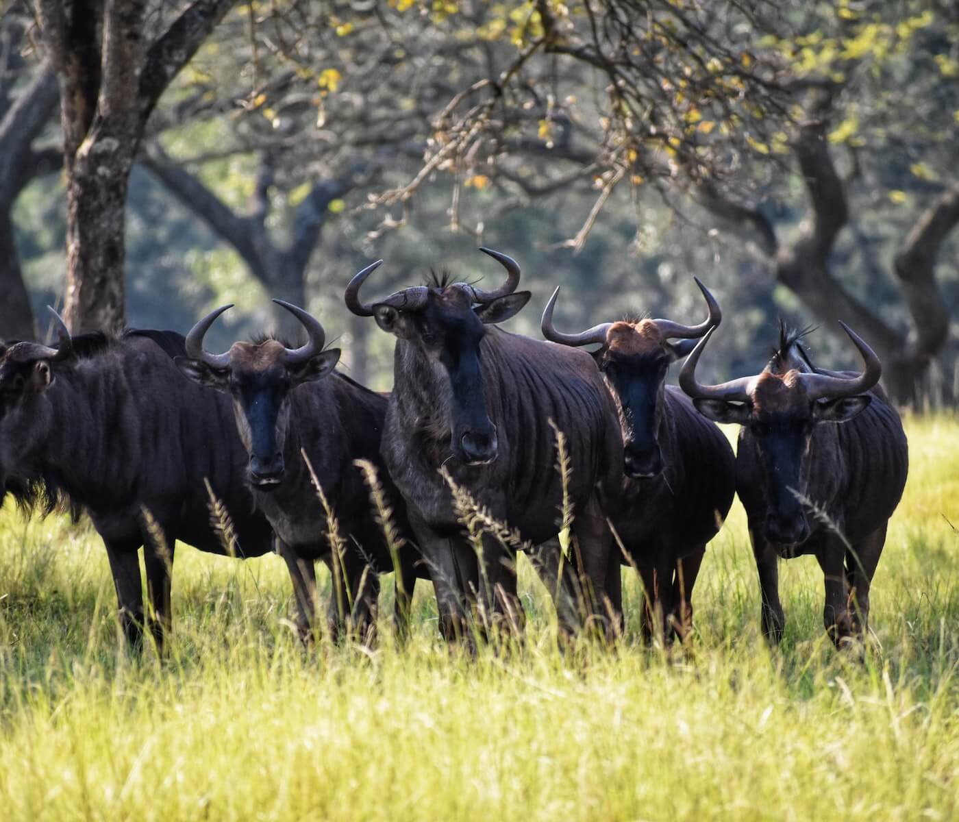 Carne de toro de lidia, una nueva oportunidad para los ganaderos