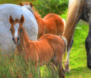 Balanced nutrition - post weaning horses