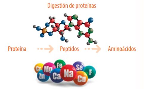 digestion-proteinas-mp-nutrilatam