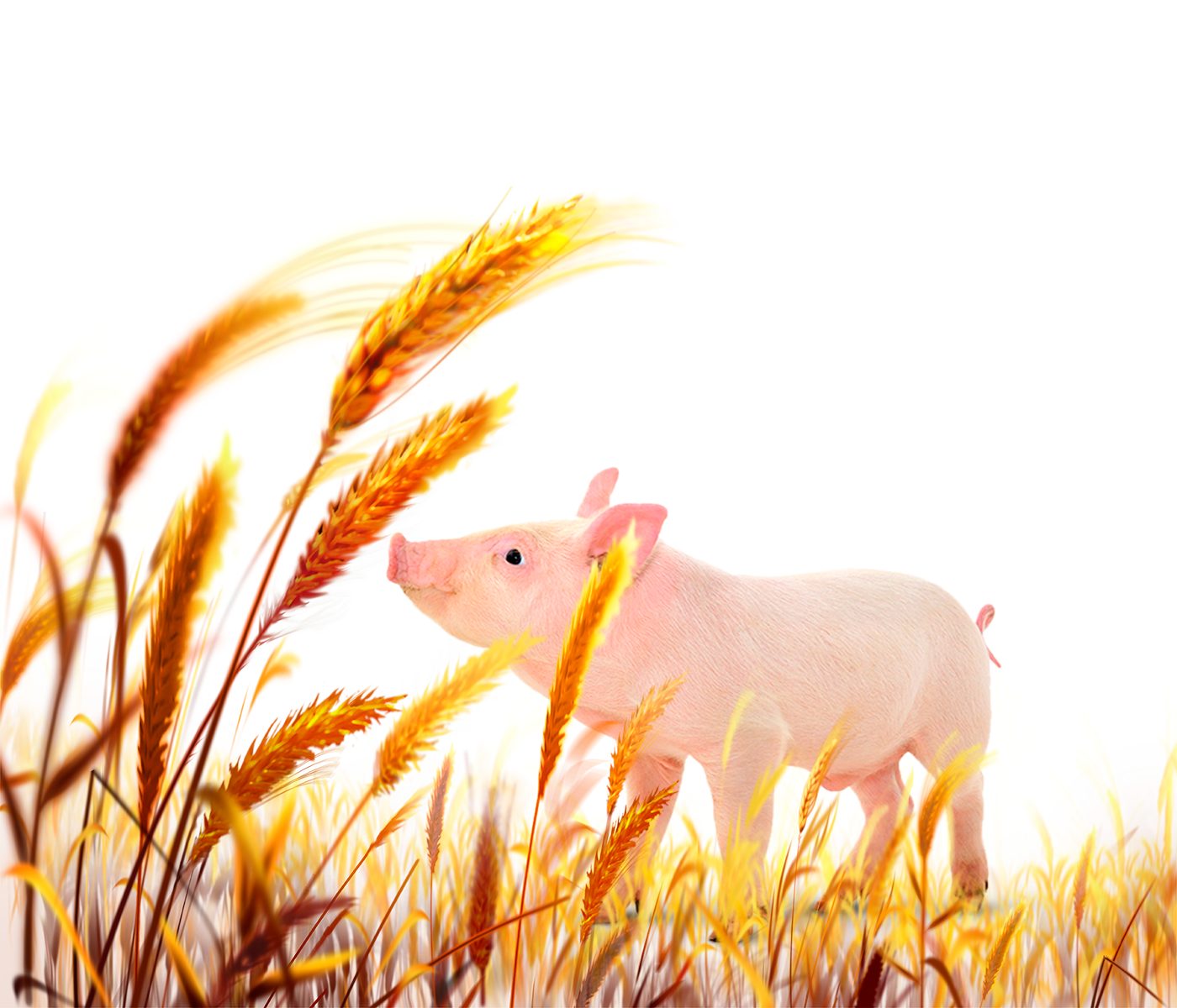 Fibra dietética y su efecto en el rendimiento y bienestar del cerdo – Parte I