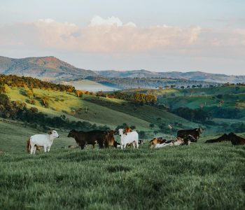 ganadería sostenible y ODS
