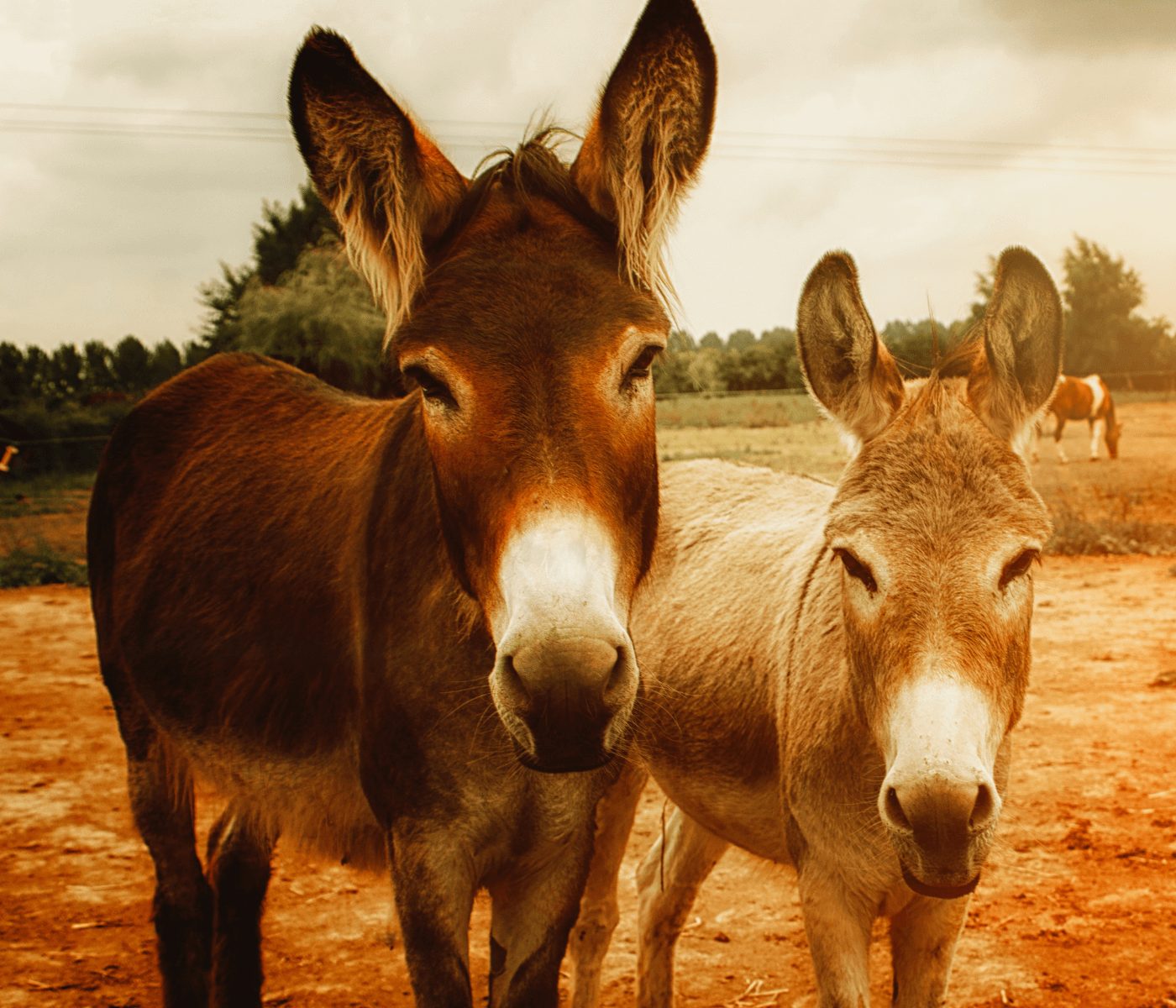 Donkey milk:An Argentinian success story that could flourish in Spain