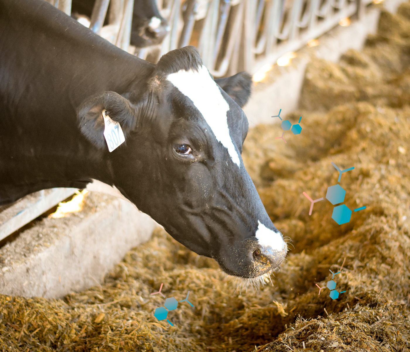 Requisitos de proteína en vacas lecheras